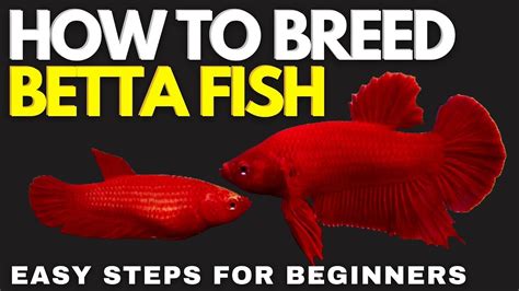 how to breed bettas for beginners.